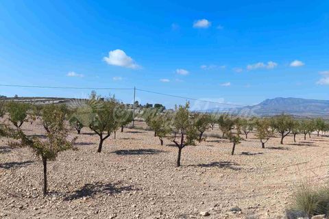 Helårsgrund i Jumilla, Murcia, Jumilla - € 29.900 | Ref: SF0544 - foto 10